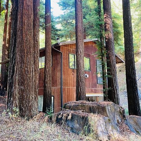 Little House In The Redwoods With A Hot Tub! Apartman Garberville Kültér fotó