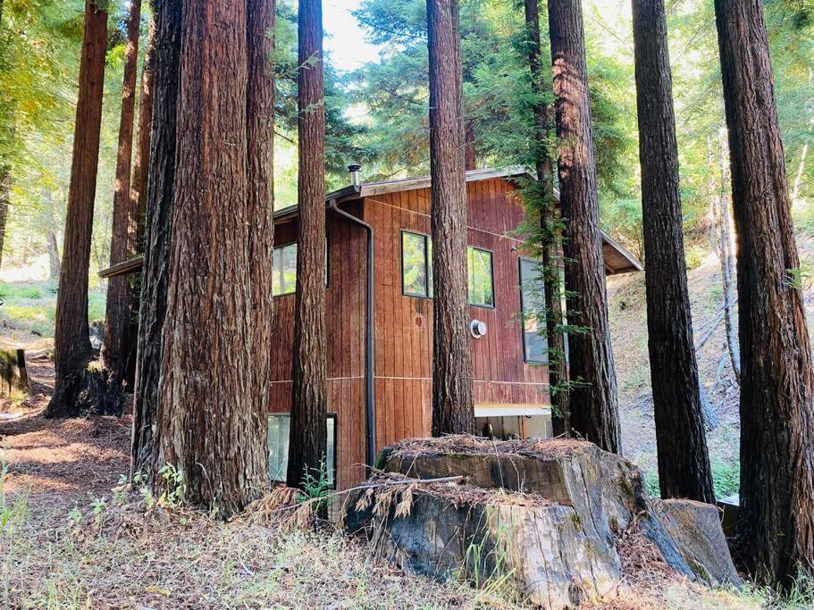 Little House In The Redwoods With A Hot Tub! Apartman Garberville Kültér fotó
